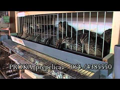 PROKA prepelica.mpg
