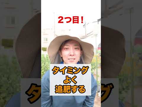 室内で苗を植え始める時期はいつですか?美しい野菜をどうやって食べるか？  庭園