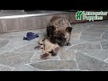 Frenchton dogs for sale: Louie - Video 1