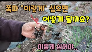 쪽파 이렇게 심으면 어떻게 될까요? 쪽파가 얇고 잘 안크는 이유 쪽파 굵게 키우는법