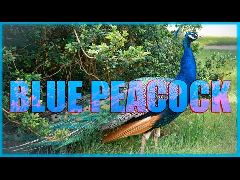 BLUE PEACOCK - BLAUER PFAU