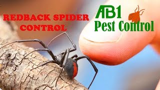 How To Get Rid Of Spiders