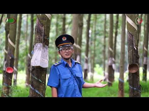 Rừng đêm bình yên - Tốp nam Cao su Hoà Bình