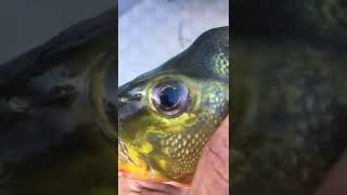 Vídeos mostram peixes frescos recheados de vermes; veja 