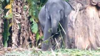 preview picture of video '027 KODANAD ELEPHANT CAGE VIEWS by www.travelviews.in, www.sabukeralam.blogspot.com'