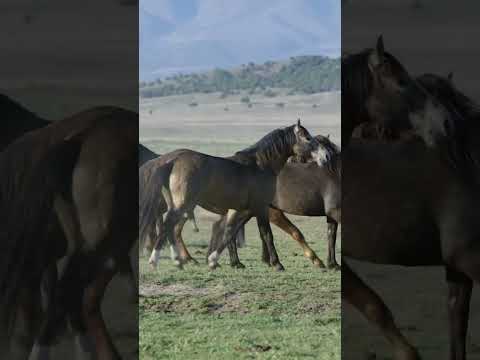 , title : 'How horses mating | animals mate | mating period | wild animals'