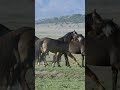 How Horses Mating Animals Mate Mating Period Wild Animals