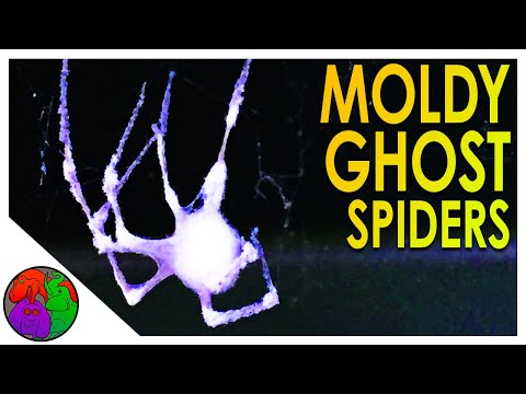 The Zombie Fungus that Eats Spiders | Parasitober