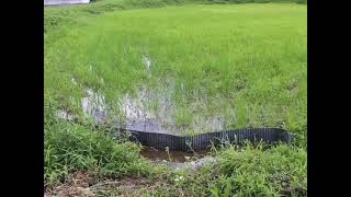 絶望米作り【１５】前半　～水量を維持できないから雑草対策が全くできない～