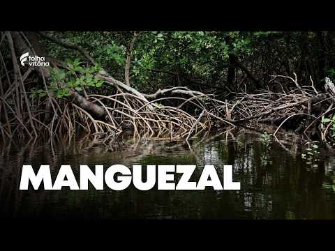Maior manguezal urbano do Brasil fica no ES e molda a cultura capixaba