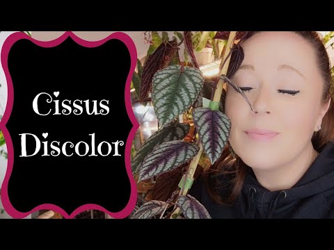 , title : 'Cissus Discolor - A Complete Guide