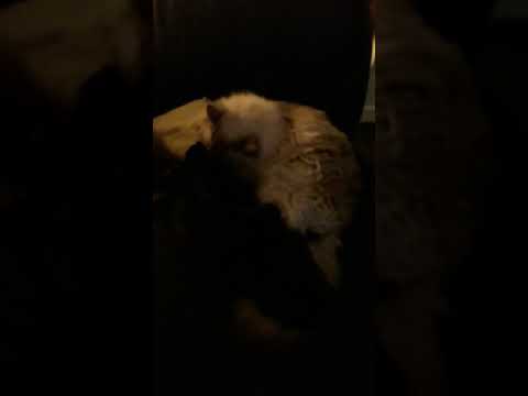 Nessy mother of all kitties