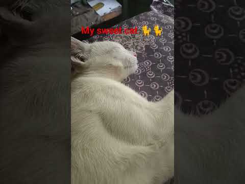My lovely cat 🐈 at sleeping 😴😴😴❤️❤️
