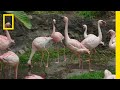 Flamingo Breeding Flamingo Dads Adopt An Egg Magic Of Disney S Animal Kingdom