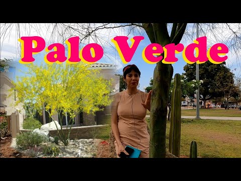 The tree that isn't watered | Good, pretty, and cheap | Palo verde or Parkinsonia