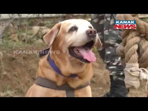 CRPF's Special Dog Squad Deployed In Parts Of J-K Ahead Of Amarnath Yatra