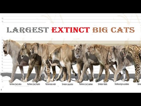 Top 10 Most Dangerous Prehistoric Big Cats - Top 10 Extinct Big Cat