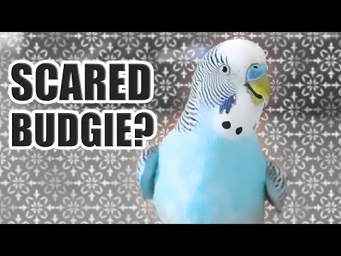 How to tell if your Bird is nervous or scared 😬