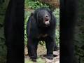 Black Bear Sound Effects Shorts Ytshort Videoshort Wildlife Nature