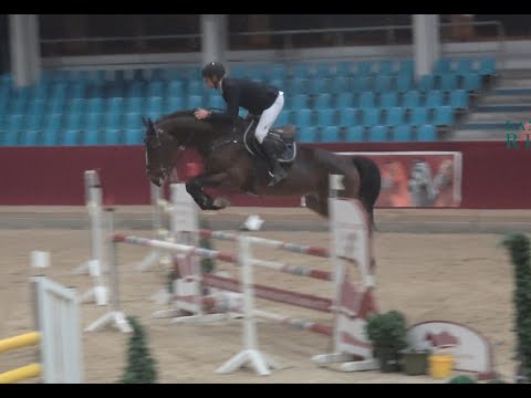 Tornado SH OLD, v. Toulon - Diamant de Semilly, OS Hengst,  gekört * 2019