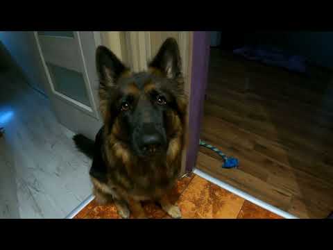 Owczarek Niemiecki i słowo klucz - "SPACER"