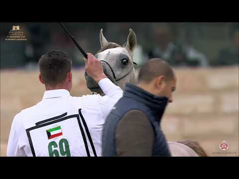 N 69 RAHEEB ALNAWASI   The Breeders Cup   Kuwait 2020   Straight Egyptians   Yearling Colts Class 2A
