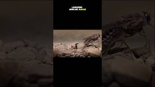 Download lagu HEWAN KETIKA MELAHIRKAN mp3
