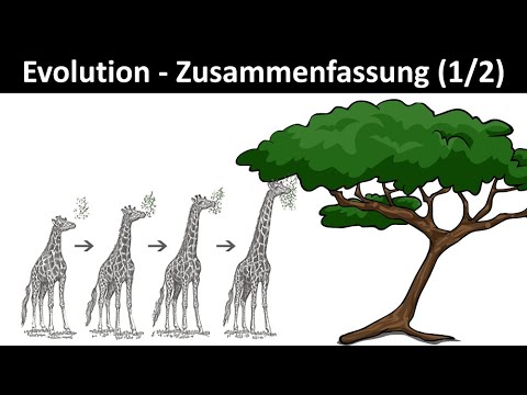 Evolution [Einführung / Zusammenfassung] [1/2] - Biologie, Oberstufe, Abitur