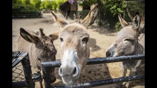 Tierpark Hagenbeck: Ein Corona-Tag im Leben eines Pflegers