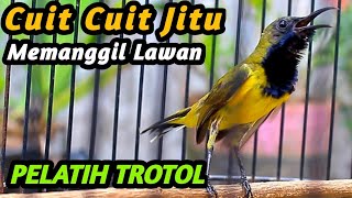 Download lagu PANCINGAN EMOSI SOGON TROTOL GACOR BIAR CEPAT NGKLEPER NGALAS BONGKAR FULL ISIAN, SOGON METALIK JOSS mp3