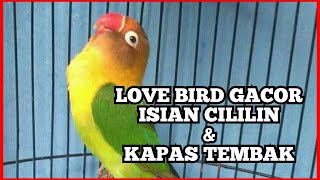 Download lagu LOVE BIRD ISIAN CILILIN DAN KAPAS TEMBAK mp3 Download lagu LOVE BIRD ISIAN CILILIN DAN KAPAS TEMBAK mp3