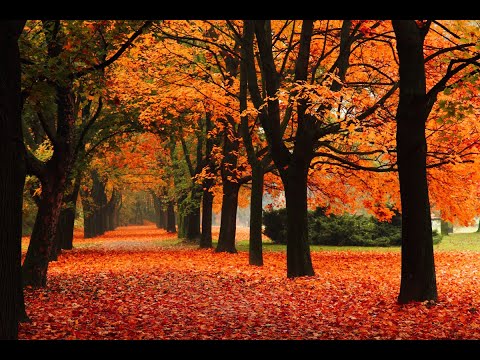 Осень 2020 - бурное начало...