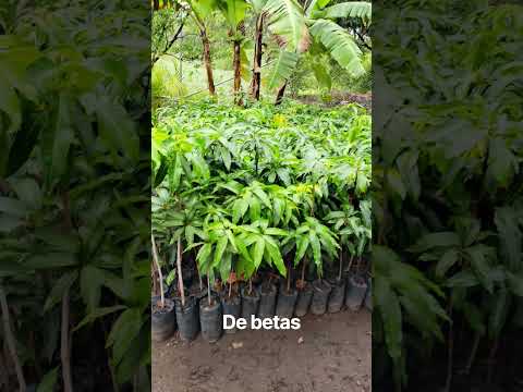 vendo platas puede llamar al pribado somoto Madriz