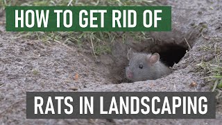 How to Get Rid of Rats in Gardens & Ornamental Landscapes