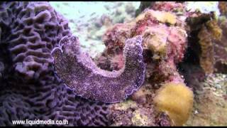 How I Became the Sea by Owl City Music Video