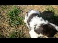 Havapoo dogs for sale: Presley - Video 1