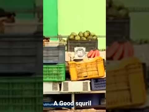 A good squirrel 🐿️🐿️🐿️