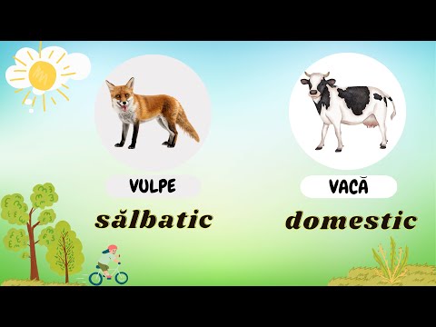 JOC! DOMESTIC sau SALBATIC? Recunoaste animalul!