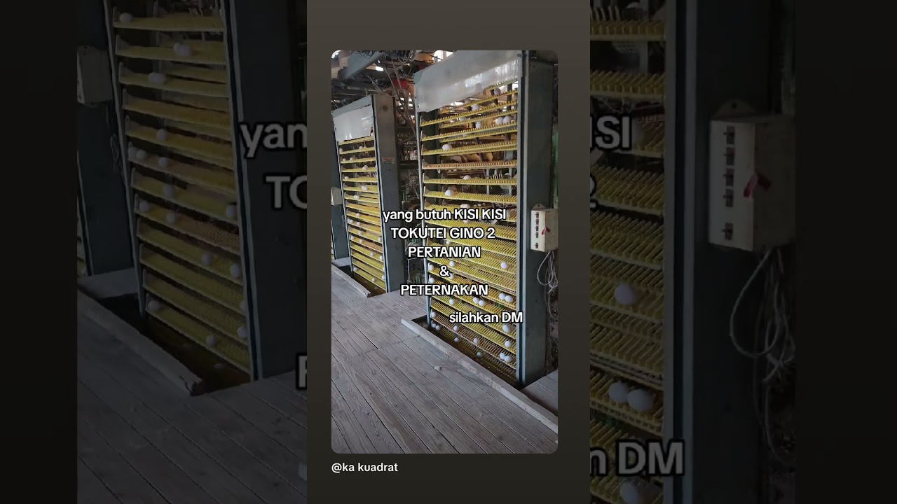 peternakan ayam daerah kanoya #tokuteiginou2 #tg2pertanian