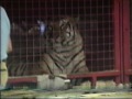 1993 At The Circus