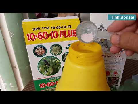 Cách Duy Trì Cho Mai Vàng Xanh Tốt Đến Tết