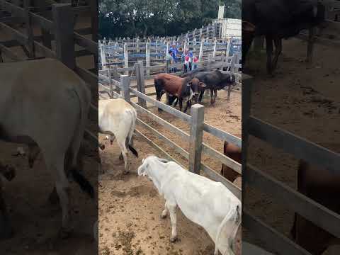 Feira do gado 26/07/2026 em São Sebastião-AL#nordeste #alagoas #gado #fazenda #shorts #viral #fyp#fy
