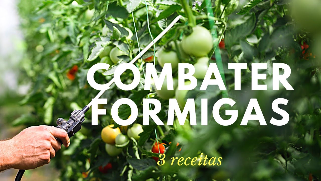 TRÊS RECEITAS PARA AFASTAR FORMIGAS DA HORTA de forma natural