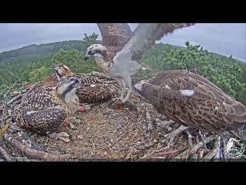 2017/07/11 17h52m ~Still alive Fish bei Teo~ Latvian Osprey