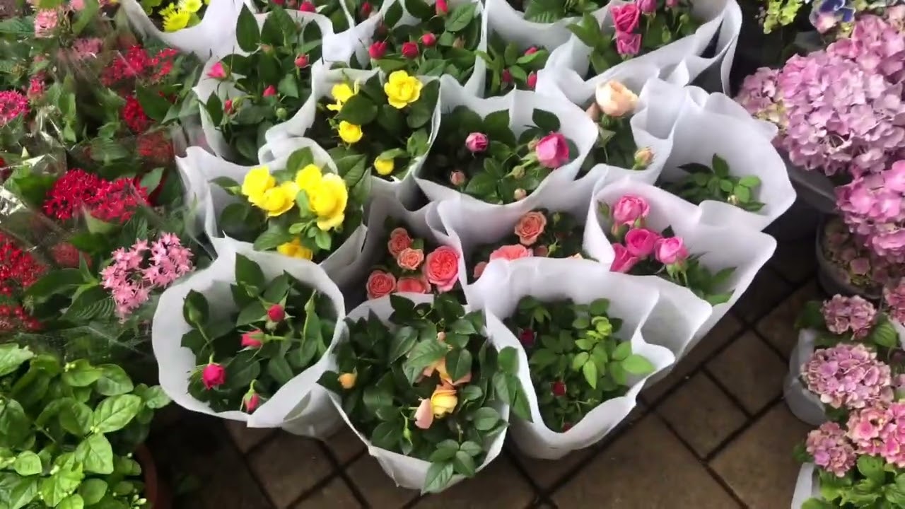 MGA IBAT IBANG URI NG BULAKLAK AT HALAMAN || DIFFERENT KINDS OF FLOWER AND PLANT