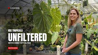 The REAL Mind Behind NSE Tropicals: Enid Unfiltered