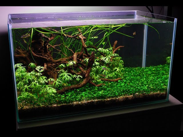 Low Maintenance Semi Biotope Planted Tank | Aquascape TV