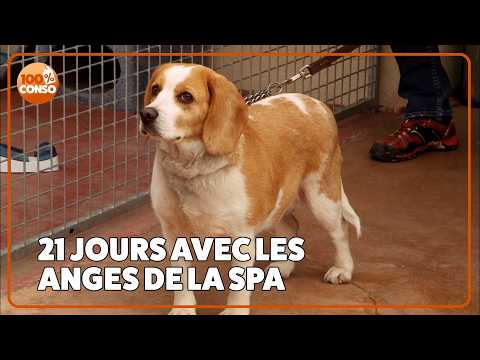 Elle passe 21 jours aux coeur de la SPA