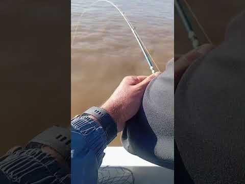 Tremendo surubi atigrado junto a Chilipesca en La Paz Entre Ríos.