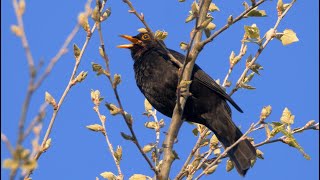 Download lagu One Hour Relaxing Birdsong: Blackbird 4 K mp3